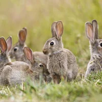 Wild Rabbits