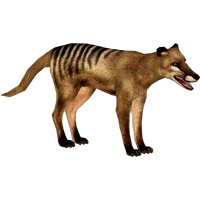 Thylacine