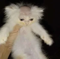 Bald Shaved cat
