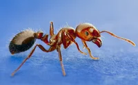 Red importedfire ant