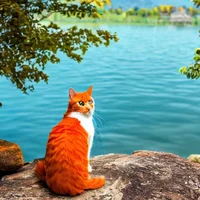 Cat by the lake