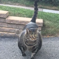 Buff Cat