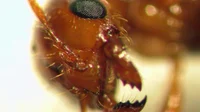 Fire Ant