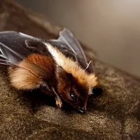 Caramel bat