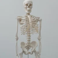 The Science Skeleton