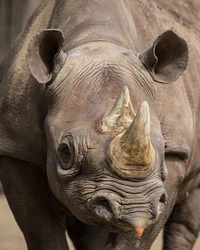 Rhino