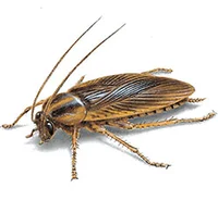 Coackroach