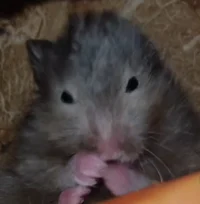 Hamster 