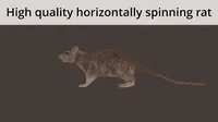 horizontaly spin rat