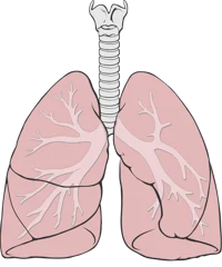 Lungs