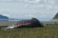 SCP-682