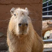 CapyBara