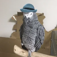 African grey therapy