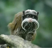The Fanciest Monke 