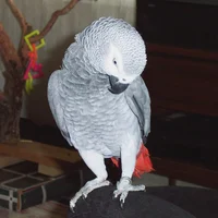 African grey police