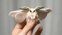 Moth