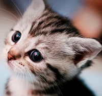 Cute Little kitten