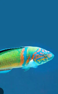 Ornate wrasse