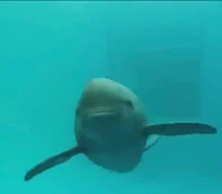 Finless porpoise