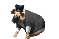 Lazarpig