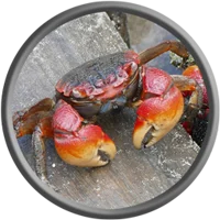 Carcinization Crab