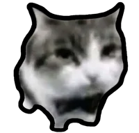 1 star assistant cat