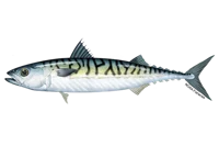 Atlantic mackarel