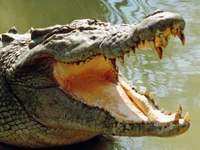 Random Crocodile