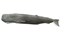 Sperm whale