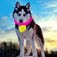 Sky Fawn the Husky