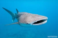 Whale shark