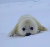 A baby harp seal