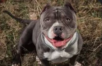 American bully