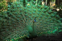 Peacock