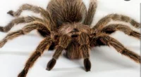 Tarantula 