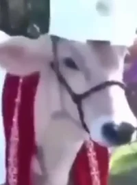Holy Cow