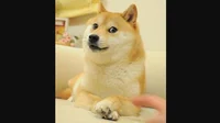 Doge
