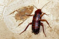 A Cockroach