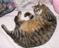 Fat cat