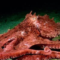 octopus pen pal