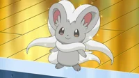 Minccino pokemon 