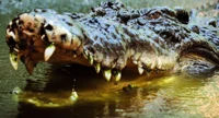 Crocodile