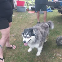 Comet the pomski dog