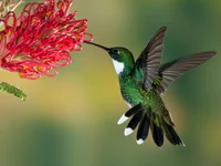 Hummingbird