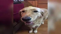 butta dog