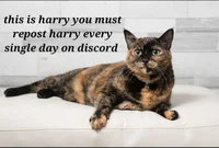 Harry the cat