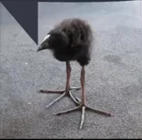 Султанский Чичкен