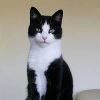 Warrior cats- ripper