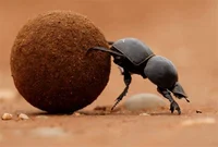 Dung Beatle