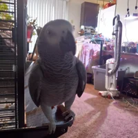 Dyna the Parrot